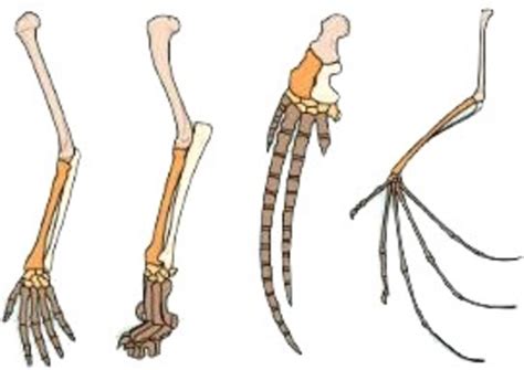 Seventh grade Lesson Homologous Structures: Evidence for Evolution