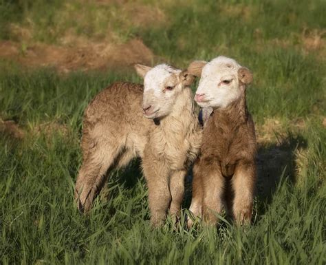 Katahdin Sheep: Low-Maintenance Meat and Milk Producer