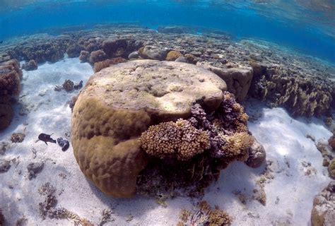 Starfish eating Australia's Great Barrier Reef alarm scientists - TVTS