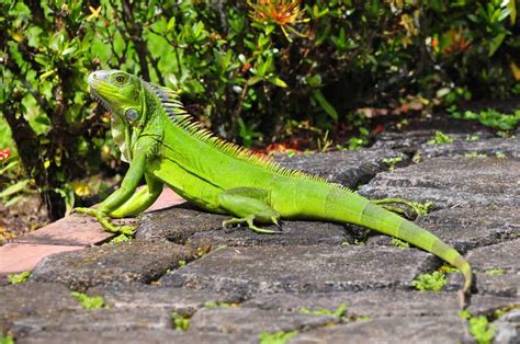 What Do Iguanas Eat? A Wild & Pet Baby-to-Adult Diets Guide