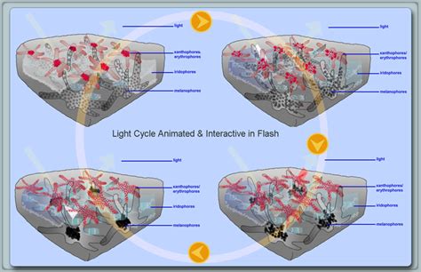 Melanophores, Iridophores, Xanthophres, and Erythrophores | Ulm's Theorem