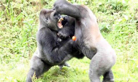 Gorillas fight over tomato at Paignton zoo | Nature | News | Express.co.uk