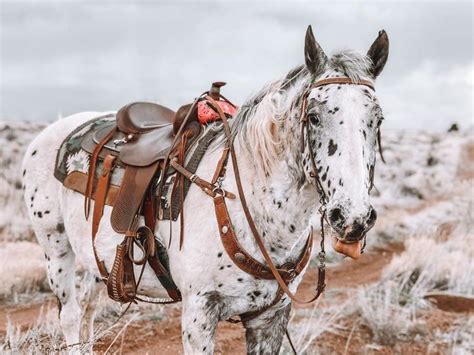 Appaloosa Horse - Captivating Horse Breeds