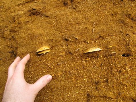 Walton-on-the-Naze (Essex) | Discovering Fossils