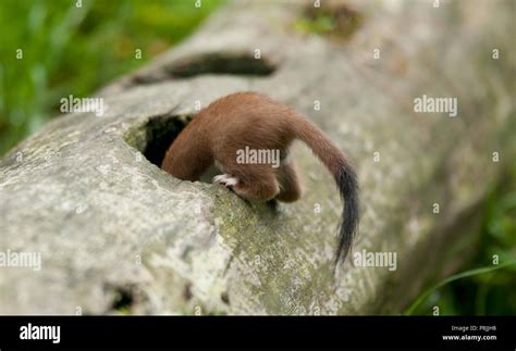 Stoat Hunting for mice Stock Photo - Alamy