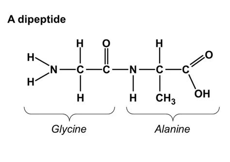 Dipeptide Molecule Sketch