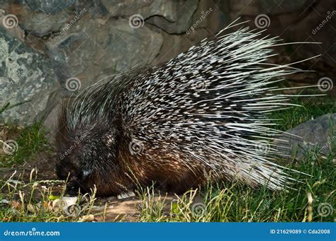 Old World Porcupine stock image. Image of vertebrates - 21629089