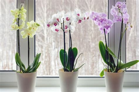 When Are Orchids in Season? | Hunker