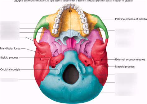 Bones of the Skull (Inferior View) Diagram | Quizlet