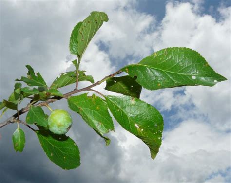 bullace plum - 202338 - English common name - Prunus domestica subsp ...