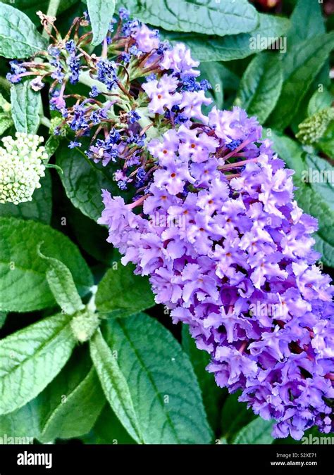 Butterfly Bush Bloom Stock Photo - Alamy