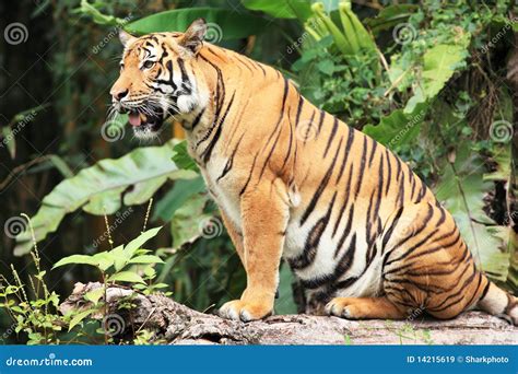 Tigre malayo imagen de archivo. Imagen de bosques, travieso - 14215619