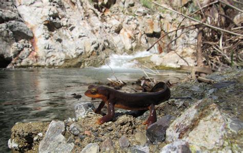 OC California Newt in Habitat : r/herpetology