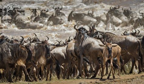 Wildebeest crossing the Mara | Kenya September 2014 | Melody Lytle | Flickr