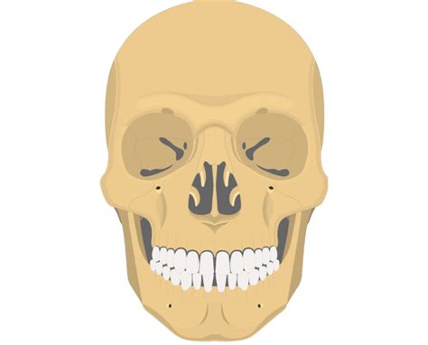 Mandible Bone Anatomy | GetBodySmart