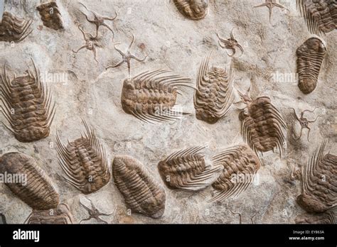 Trilobites edad fotografías e imágenes de alta resolución - Alamy