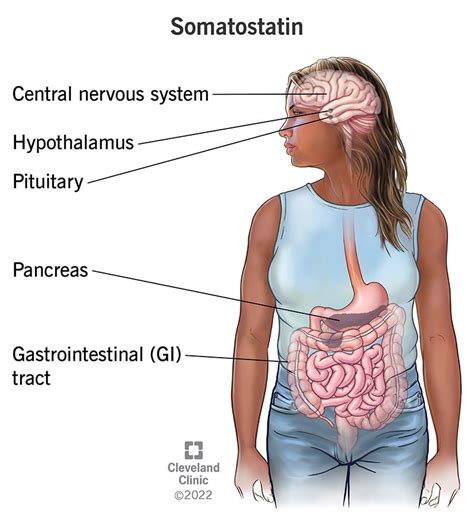 Somatostatin: What It Is, Function & Symptoms