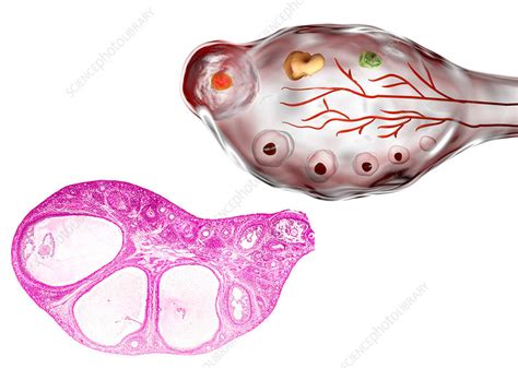 Ovarian follicles, micrograph and illustration - Stock Image - F016 ...