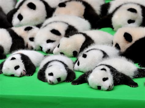 Silly Baby Panda Falls Flat on Its Face During Public Debut of 23 Giant ...