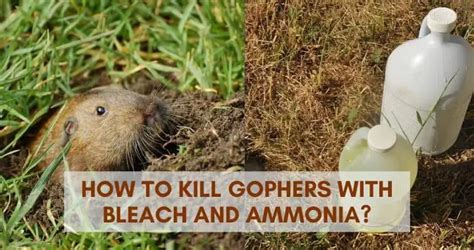 How To Kill Gophers In Lawn - LoveMyLawn.net