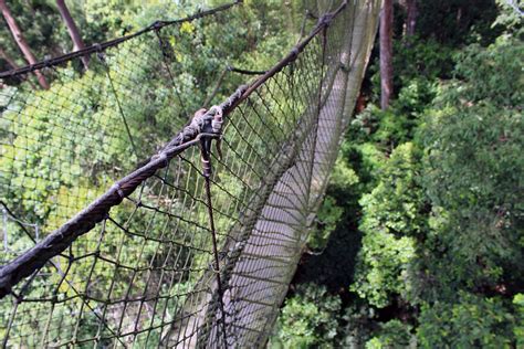 Best time for Canopy Walks in Borneo 2024 - Best Season - Rove.me