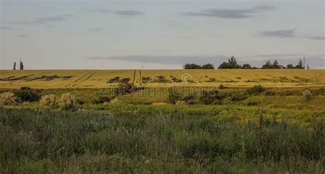 Grassland, Ecosystem, Prairie, Plain Picture. Image: 117789199