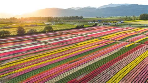 Vivid colours of Abbotsford Tulip Festival captured by aerial cameras ...