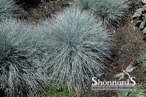 Shonnard’s Nursery - Festuca G. ‘Elijah Blue’ Elijah Blue Fescue 1 Gal