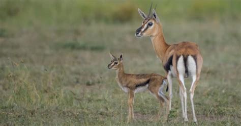 Gazelle - A-Z Animals