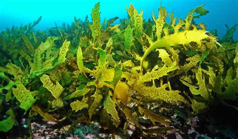 Kelp - Nutrition, Uses - Kelp Supplements Side Effects