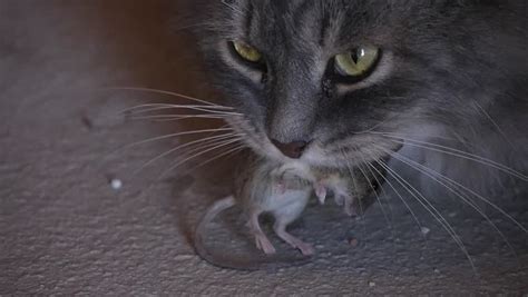 Cat Eating Mouse Stock Footage Video 3362585 | Shutterstock