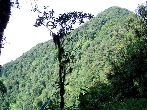 Urutan Jenis Hutan Di Wilayah Indonesia Dari Barat Ke Timur Adalah