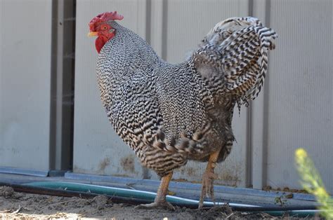 Dominique Rooster Photograph by Linda Larson