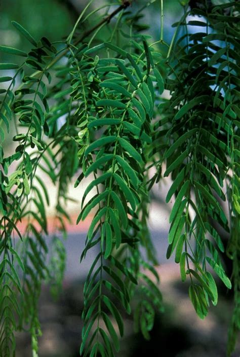 Prosopis glandulosa v. glandulosa (Texas Honey Mesquite) - Mountain States Wholesale Nursery