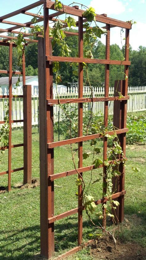 13 grapevine trellis ideas | trellis, garden vines, grape arbor