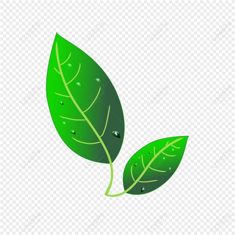 Leaves, Green Leaves Decoration, Vector Leaves, Leaves Graphic PNG Transparent Image And Clipart ...