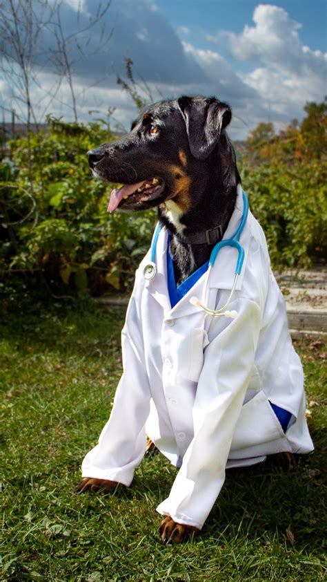 DIY Doctor Dog Costume - Rafferty