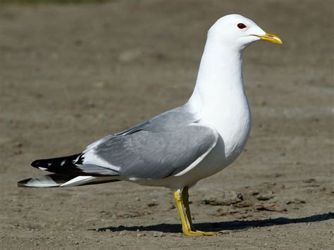 Mew Gull - eBird