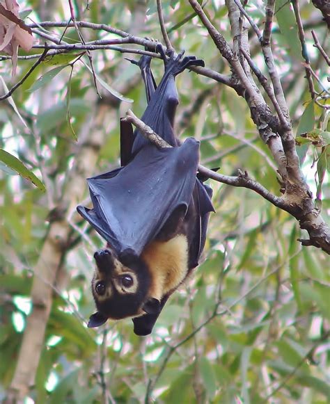 bats are friends : r/aww