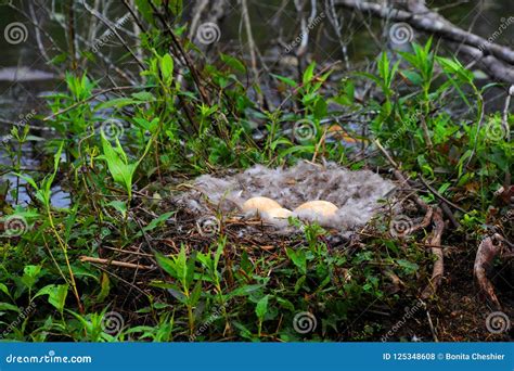 Canadian Geese Eggs stock photo. Image of cooty, lake - 125348608