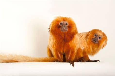 Golden Lion Tamarin Facts For Kids | Kids Matttroy