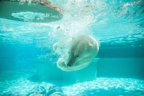 49+ Polar Bear Swimming Underwater PNG - Polar Bear Pictures