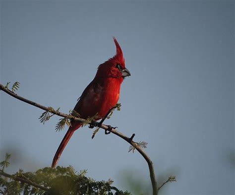 Vermilion cardinal - Alchetron, The Free Social Encyclopedia