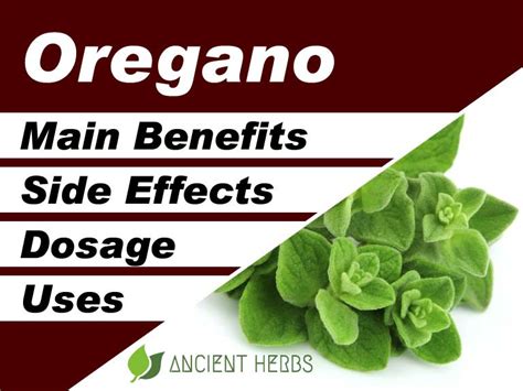 Oregano Benefits, Uses, Dosage & Side Effects