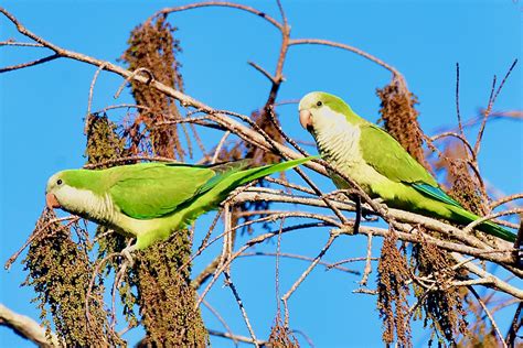 Monk Parakeet