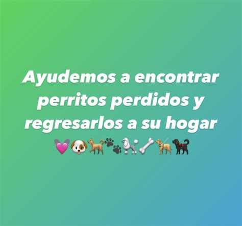 Perritos perdidos km 43