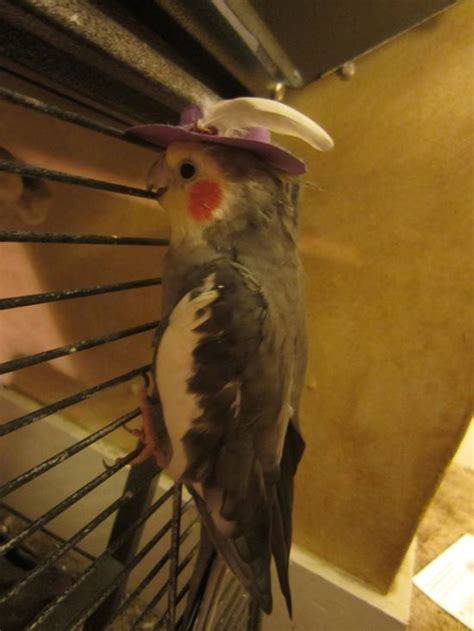 21 Adorable Animals Wearing Hats