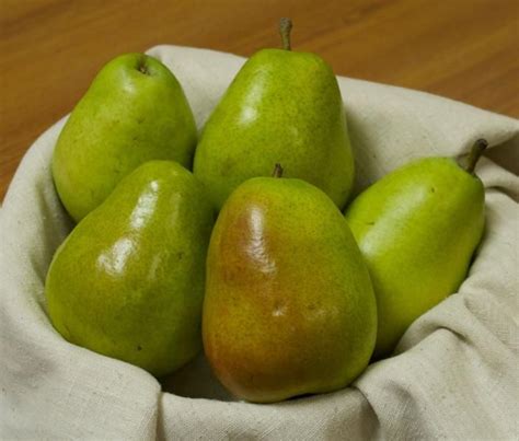 Anjou Pear Tree - Stark Bro’s