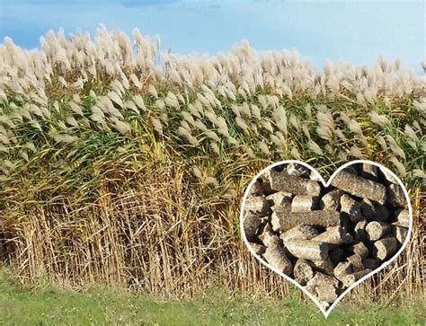 Recycling Corn Stover for Biomass Pellets!