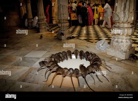 Rats drinking milk in the Rat Temple. Deshnok, Rajasthan India Stock ...